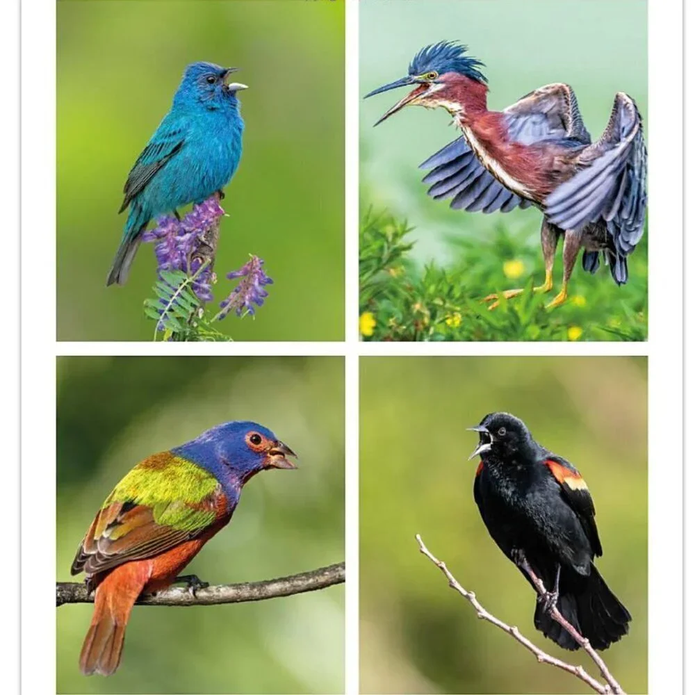 Birds of Instagram: Extraordinary Images from Around the World Hardcover Book